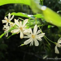 Wrightia angustifolia Thwaites